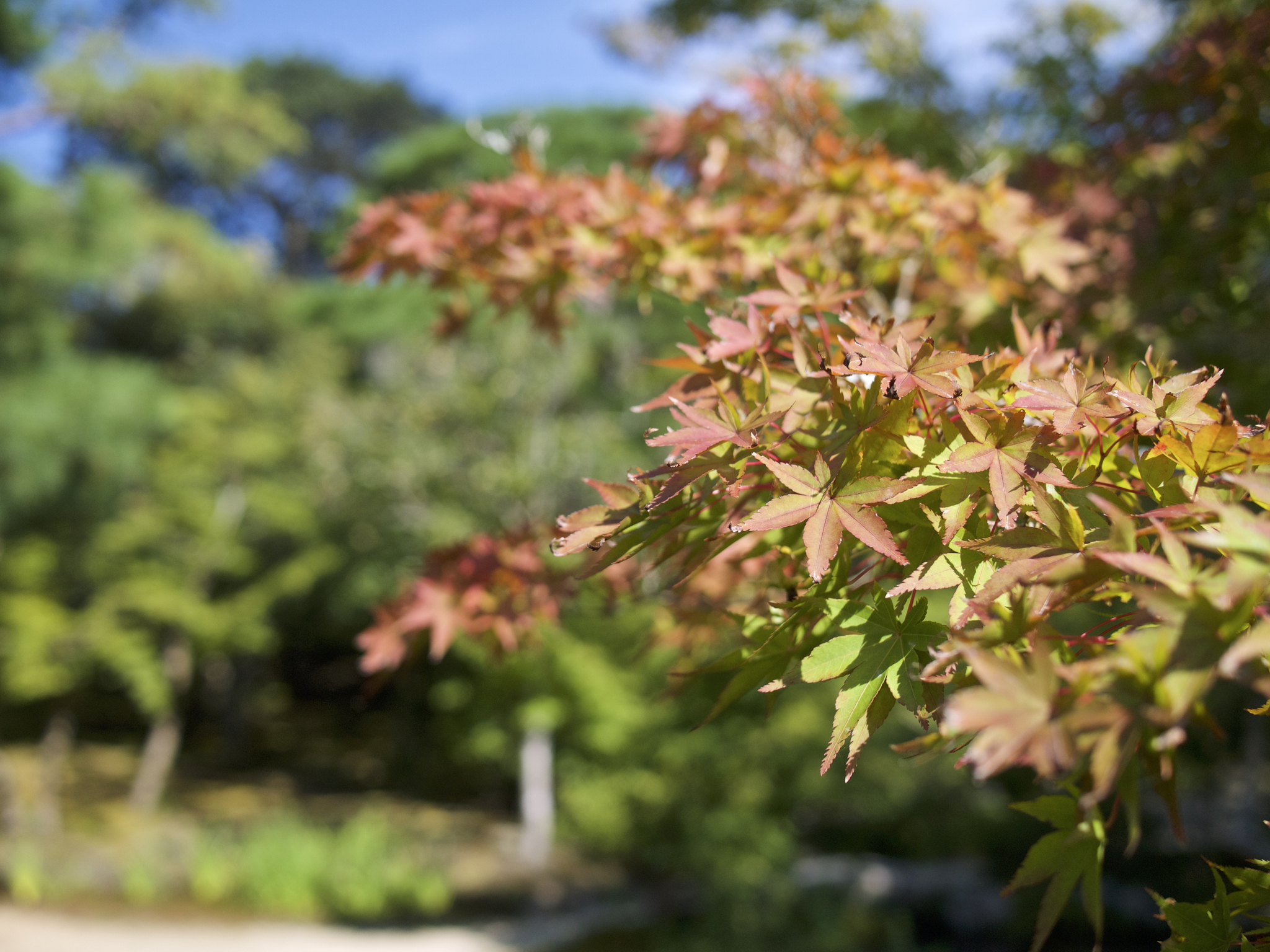 Close up of some thin maple leaves, turning slightly yellow from green