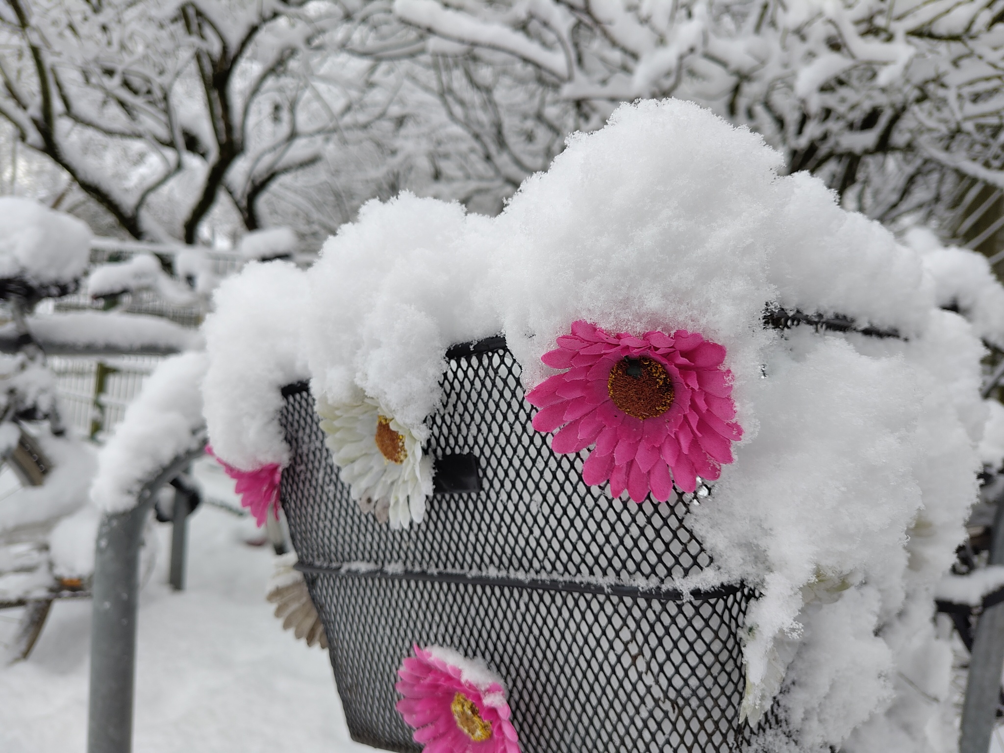 Photo of a rear bicycle basket, decorated with pink plastic flowers, filled with snow.